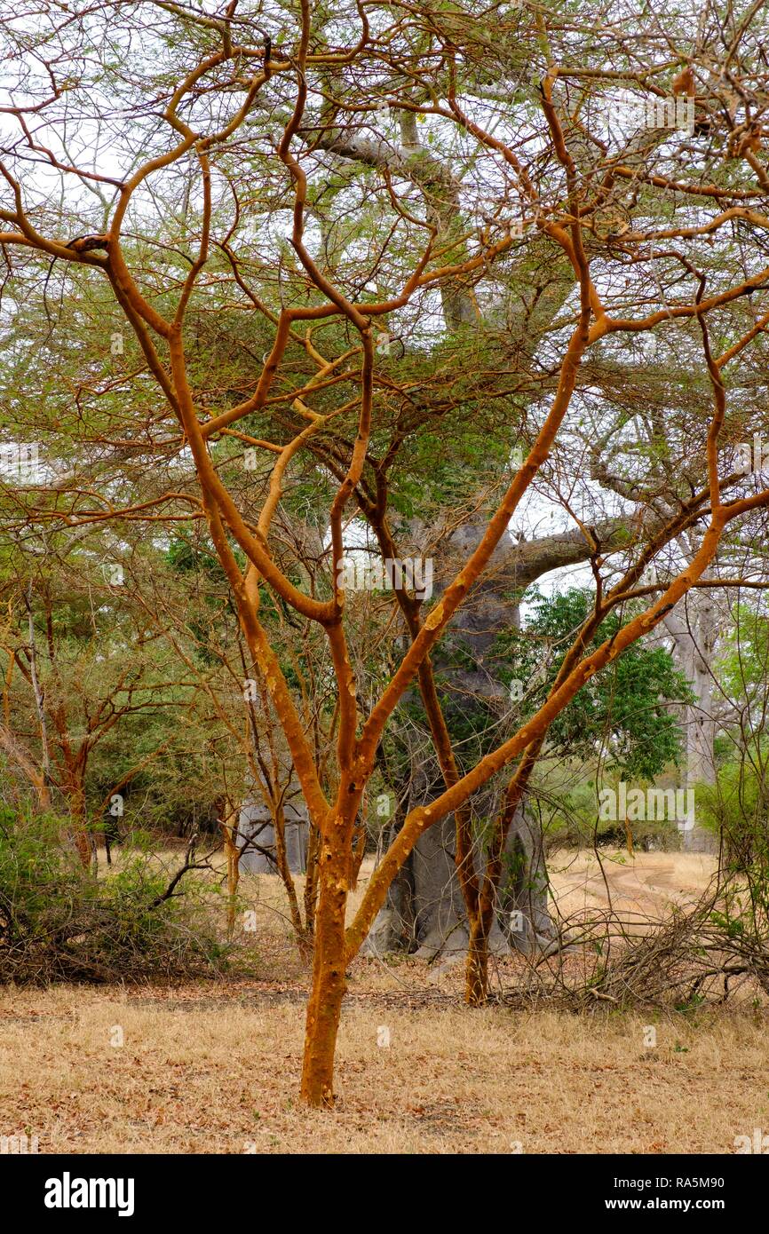 Camelthorn tree (Acacia erioloba), Reserve de Bandia, Thiès Region, Senegal Stock Photo
