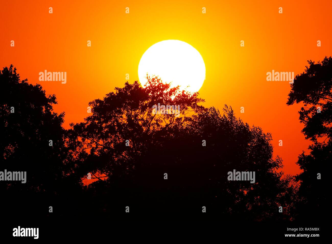 Sun with trees hi-res stock photography and images - Alamy