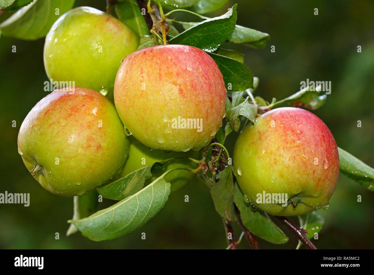 Apple tree malus domestica braeburn hires stock photography and images