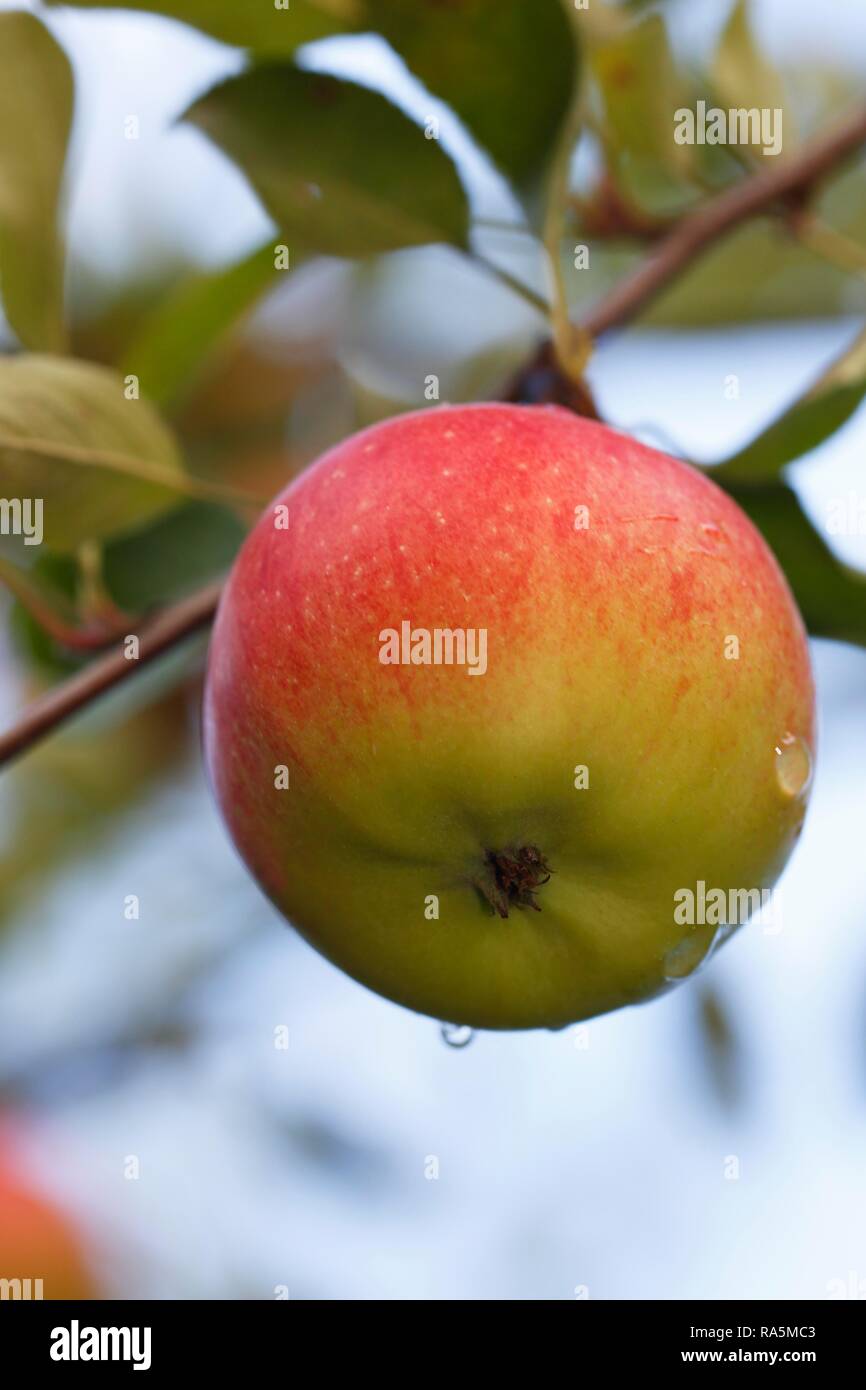 Apple on the apple tree, Apple variety Braeburn (Malus domestica Braeburn), Germany Stock Photo ...
