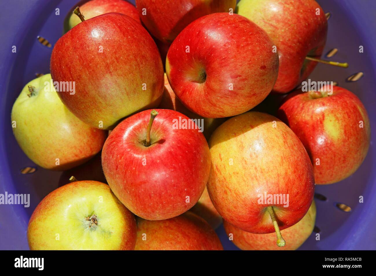Braeburn apple garden hires stock photography and images Alamy