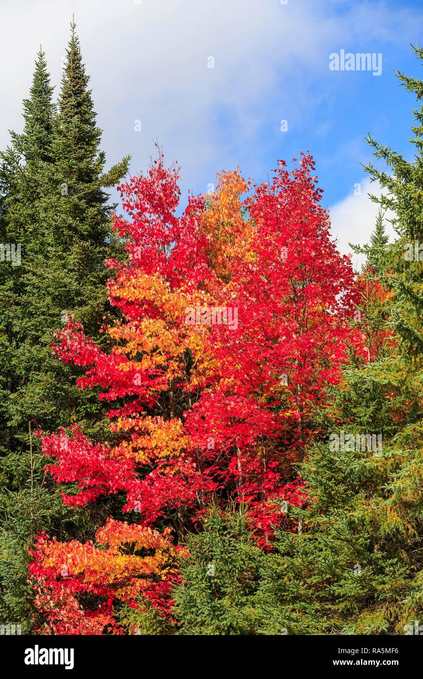 Autumn colors, Maples (Acer) between spruces, Indian Summer, Algonquin Provincial Park, Ontario, Canada Stock Photo