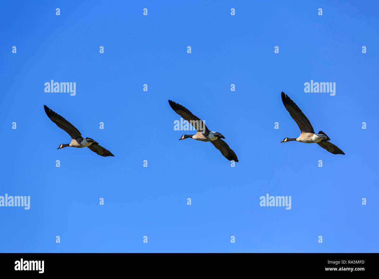 Canada geese (Branta canadensis) in flight, blue sky, near Morrisburg, Ontario Province, Canada Stock Photo