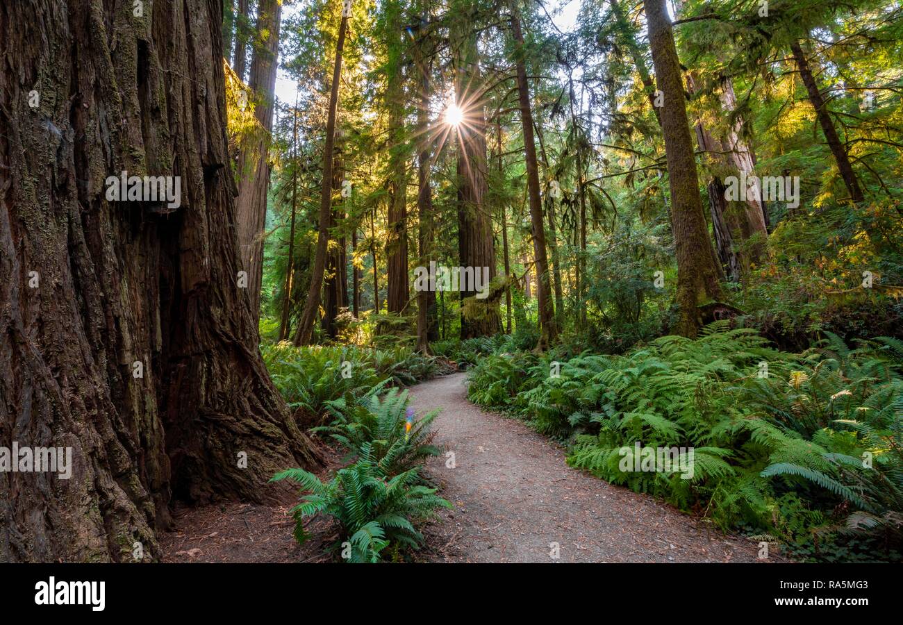 Sunrays shine through trees in the forest, Sequoia trees (Sequoia sempervirens), Sequoia sempervirens, Sunstar, Simpson Reed Stock Photo