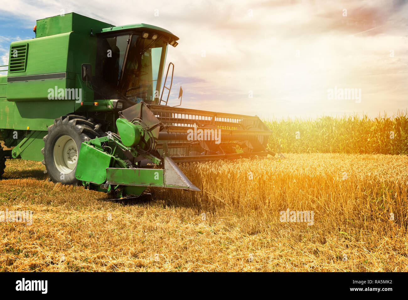 Harvesting wheat harvester on a sunny summer day Stock Photo - Alamy