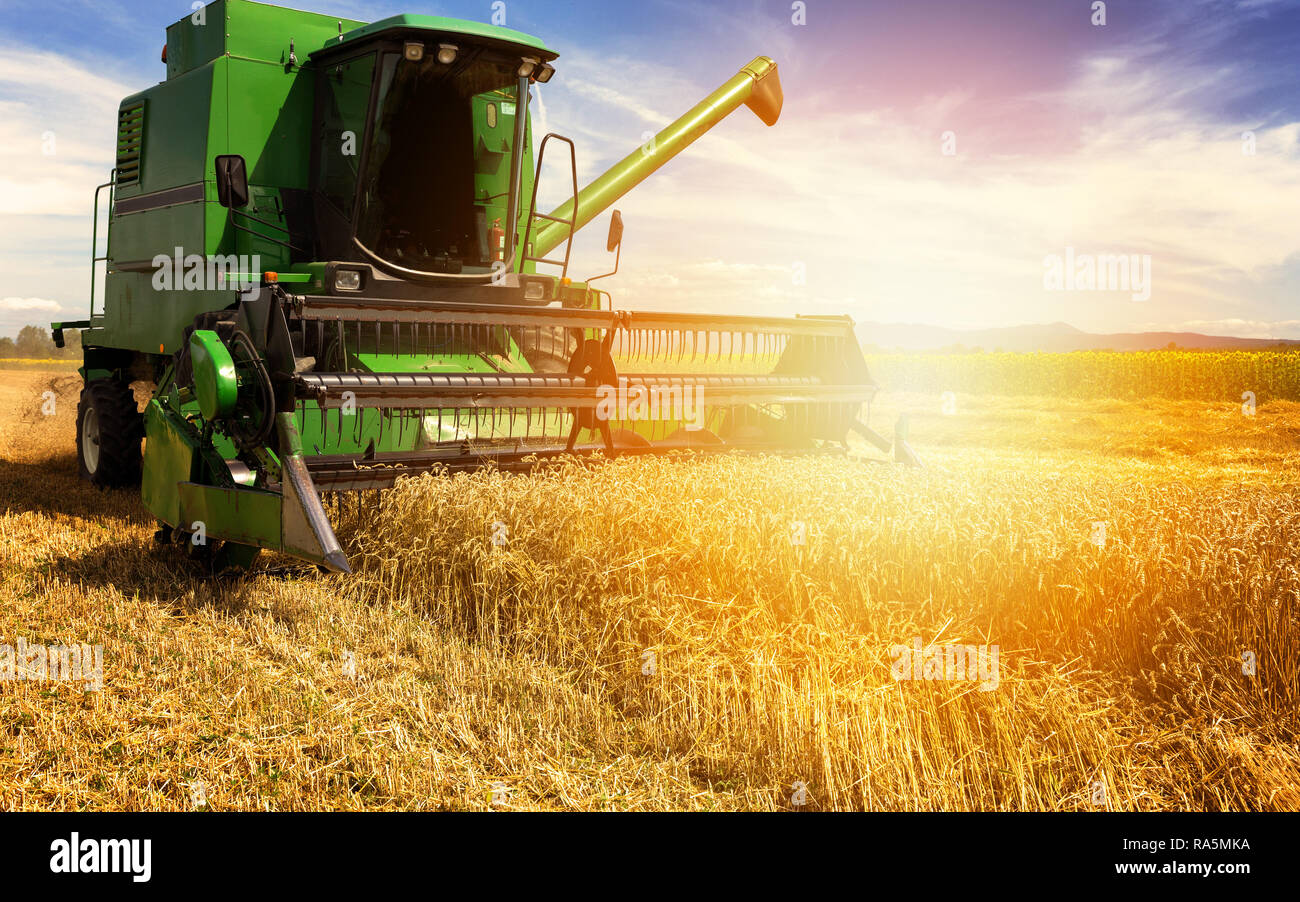 Harvesting wheat harvester on a sunny summer day Stock Photo - Alamy
