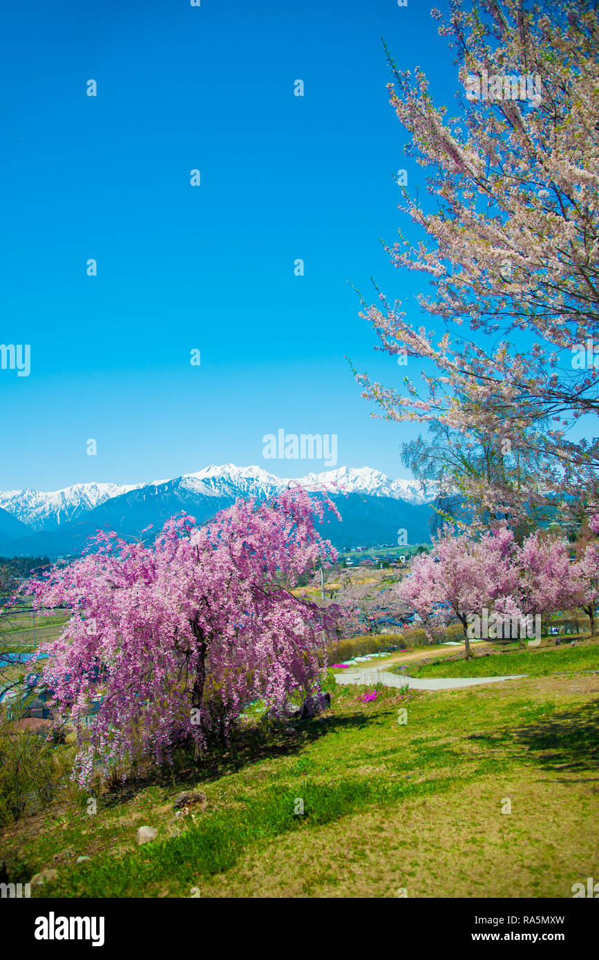 Cherry Blossom in Shinano-Omachi, Japan. April in Japan is very popular about Sakura Cherry Blossom. Stock Photo
