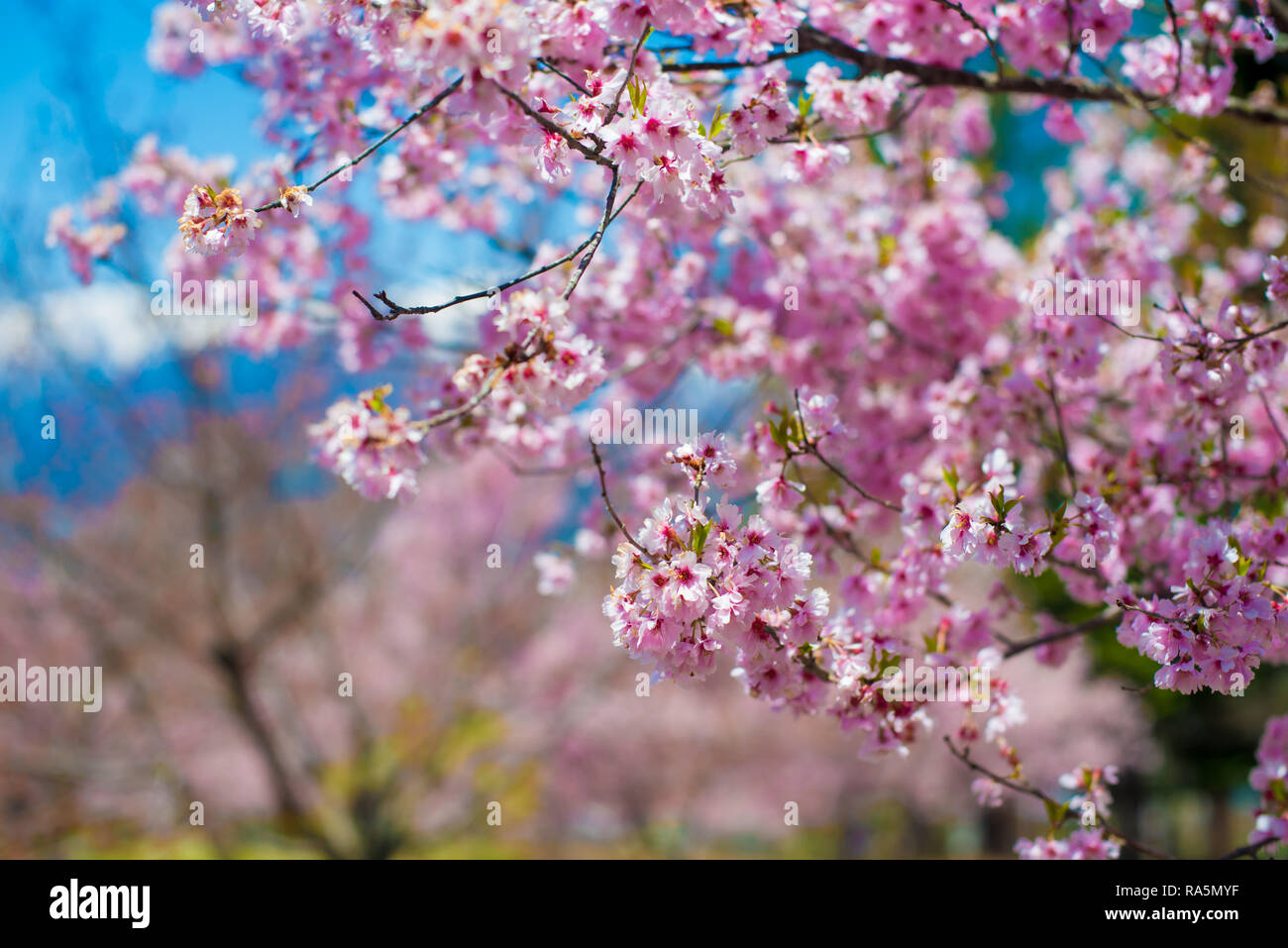 Cherry Blossom in Shinano-Omachi, Japan. April in Japan is very popular about Sakura Cherry Blossom. Stock Photo