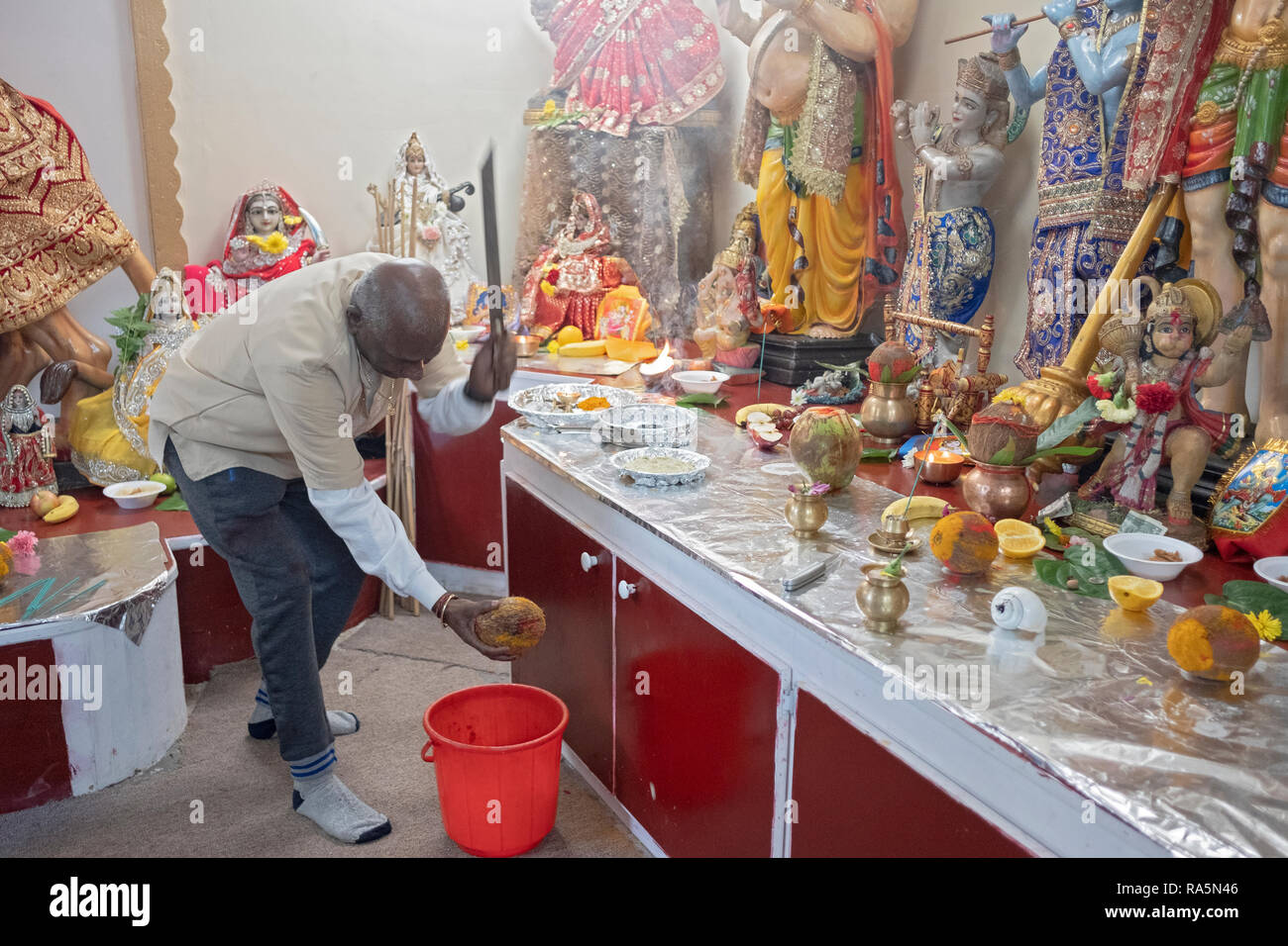 An older Hindu worshipper breaks a coconut shell, symbolic of breaking the ego to attain spiritual & personal development. In Jamaica, Queens, NYC. Stock Photo