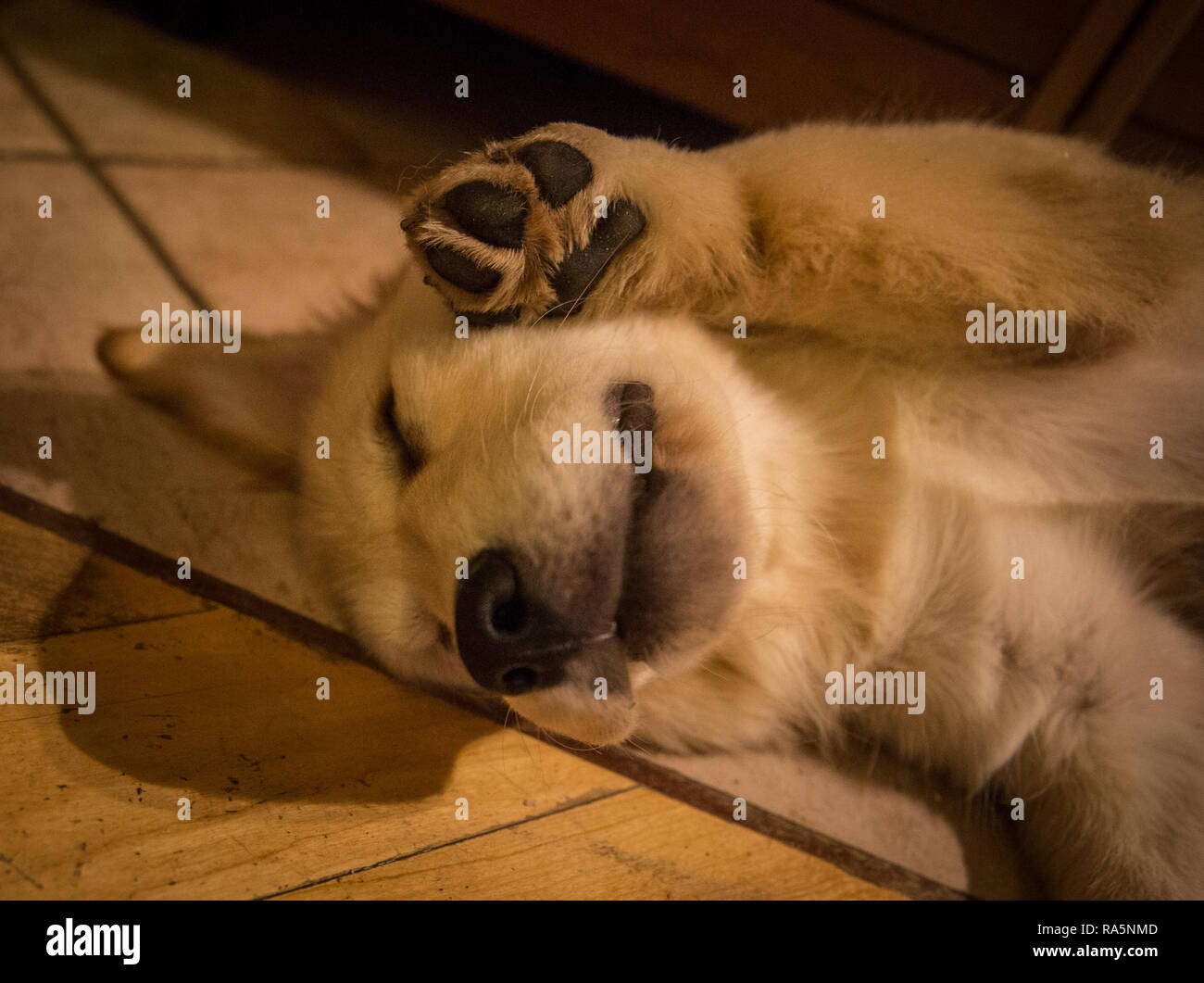 Retrievers Stock Photo
