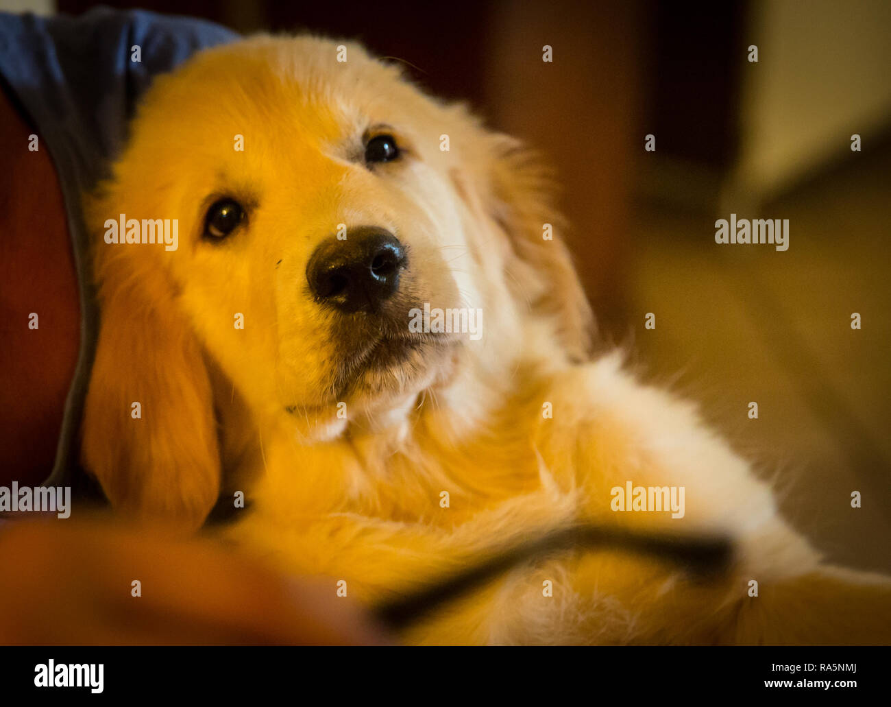 Retrievers Stock Photo