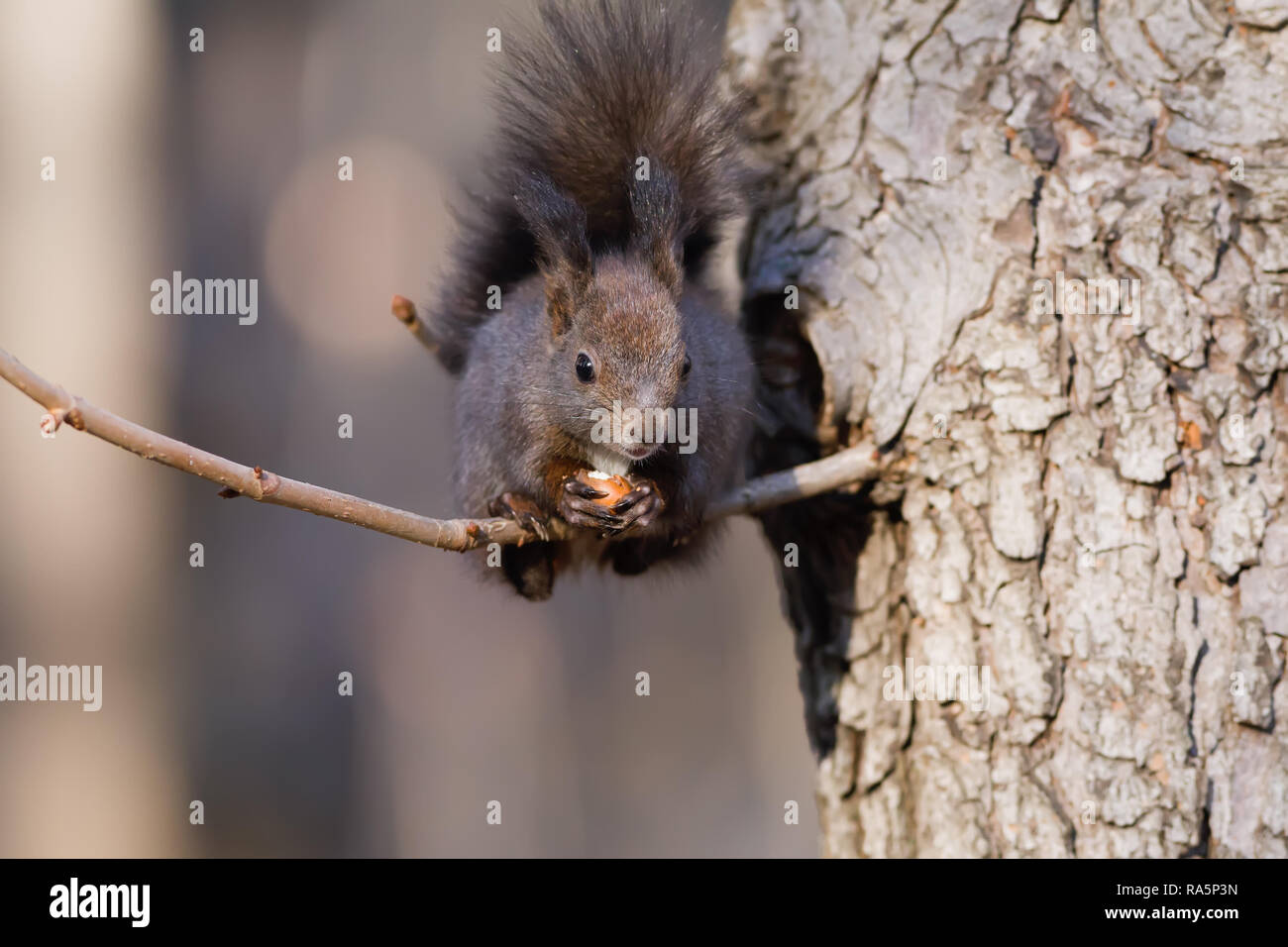 The squirrel, who ate hazelnut, stood on a thin branch Stock Photo