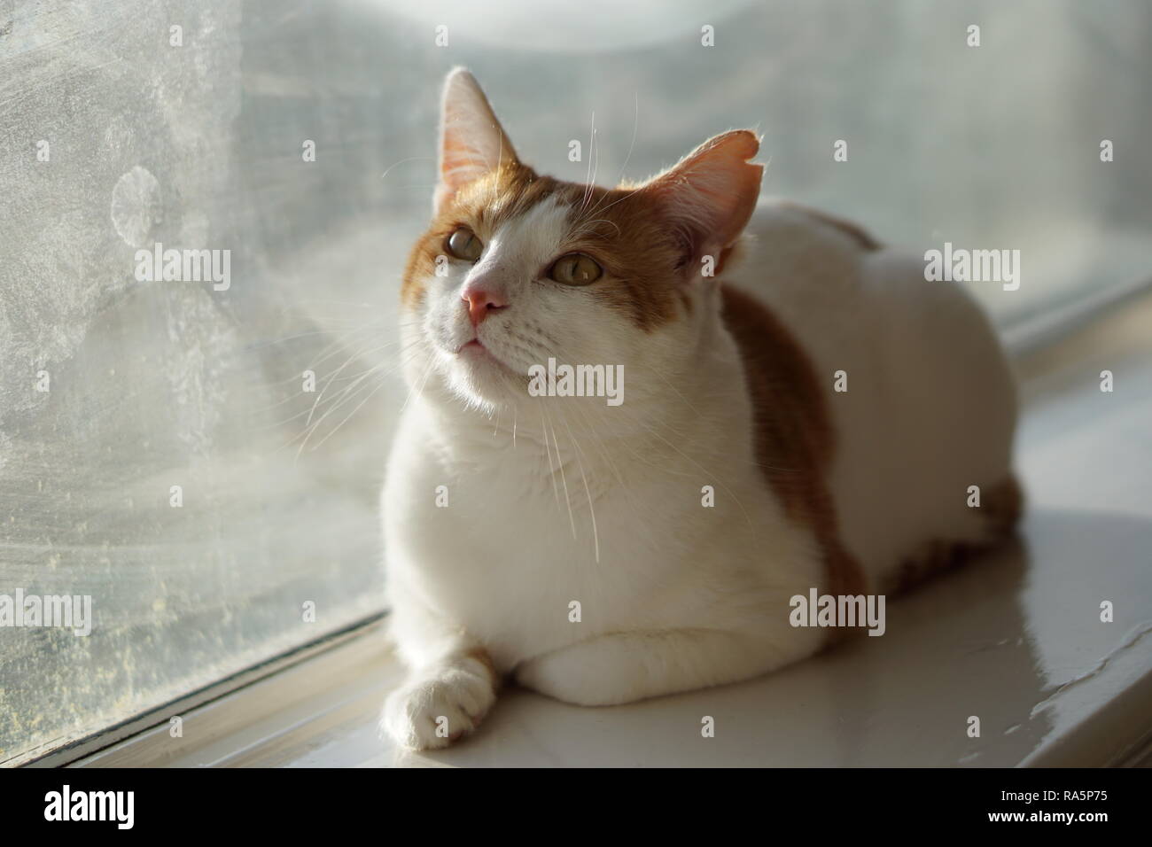 White & Ginger Cat Stock Photo Alamy