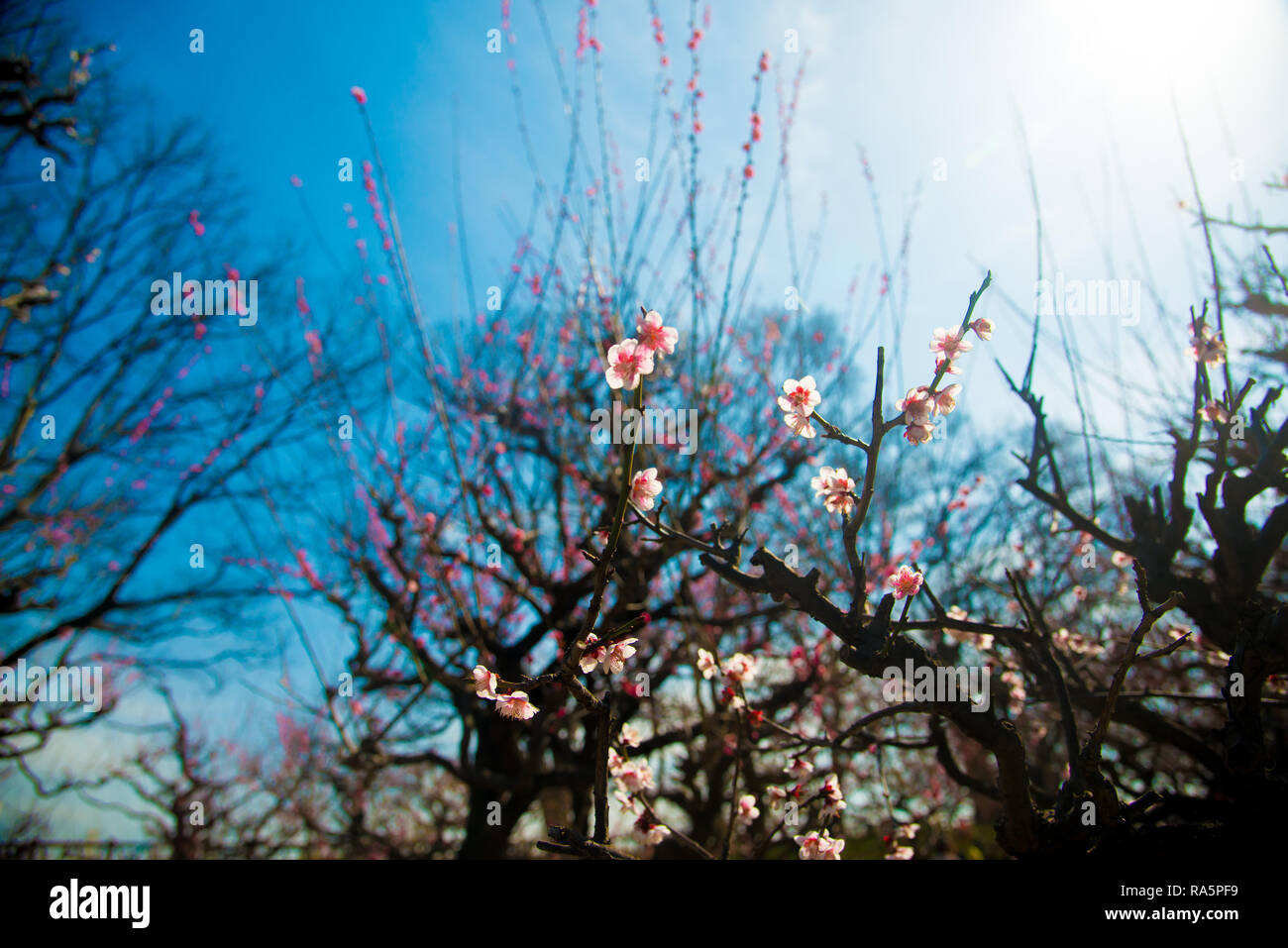 Ume flower in Kyoto, Japan. Japan is a country located in the East Asia Stock Photo Alamy