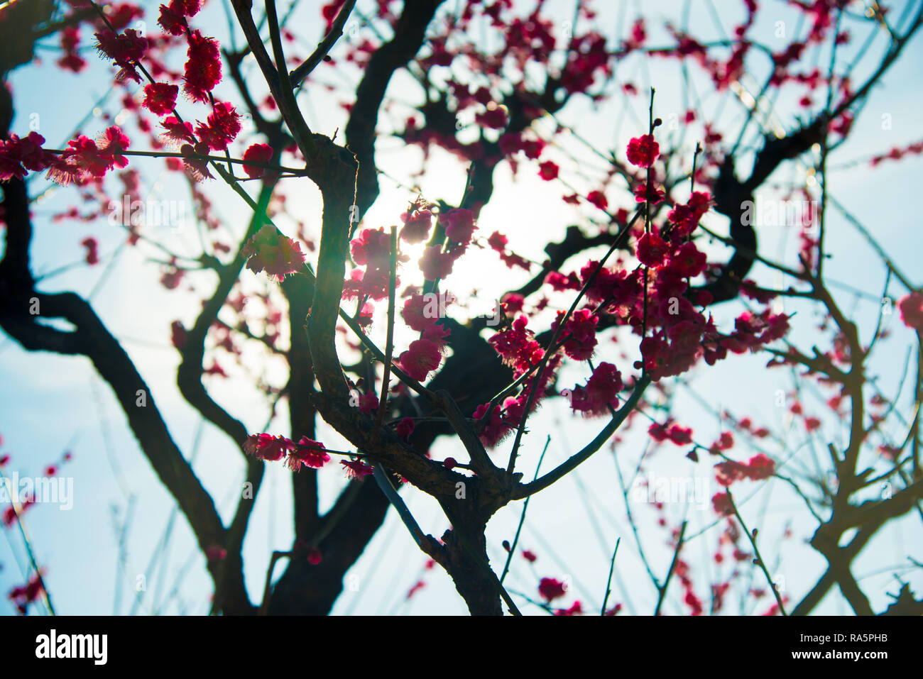 Ume flower in Kyoto, Japan. Japan is a country located in the East Asia. Stock Photo