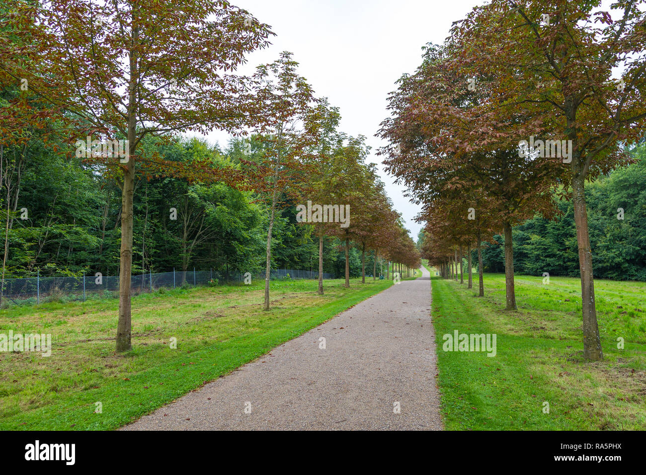 Long avenue in Palace gardens. The largest historical gardens in the Baroque style, Fredensborg, Denmark. Stock Photo
