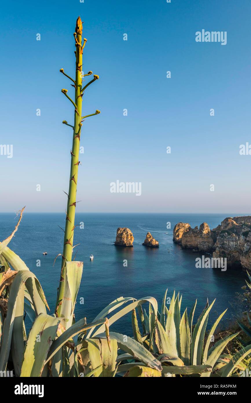Portugal agave hi-res stock photography and images - Alamy