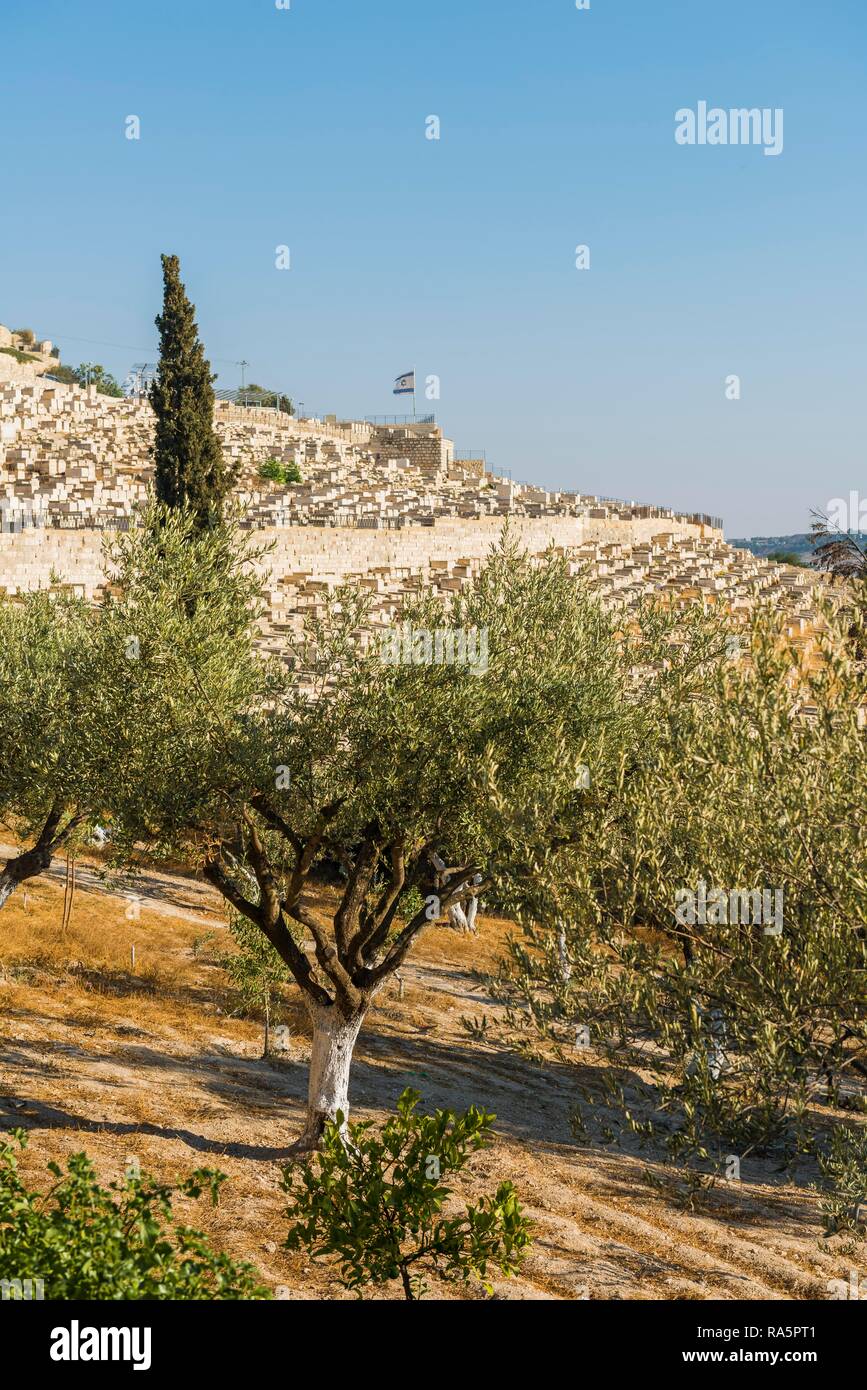 Graves behind olive grove, Jewish cemetery on southern Mount of Olives
