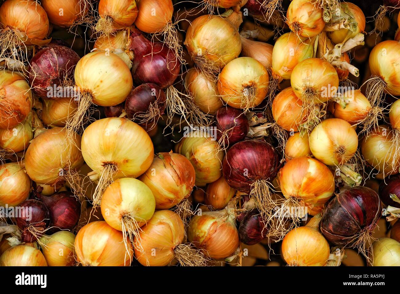Red and white onions, Greding, Middle Franconia, Franconia, Bavaria, Germany Stock Photo