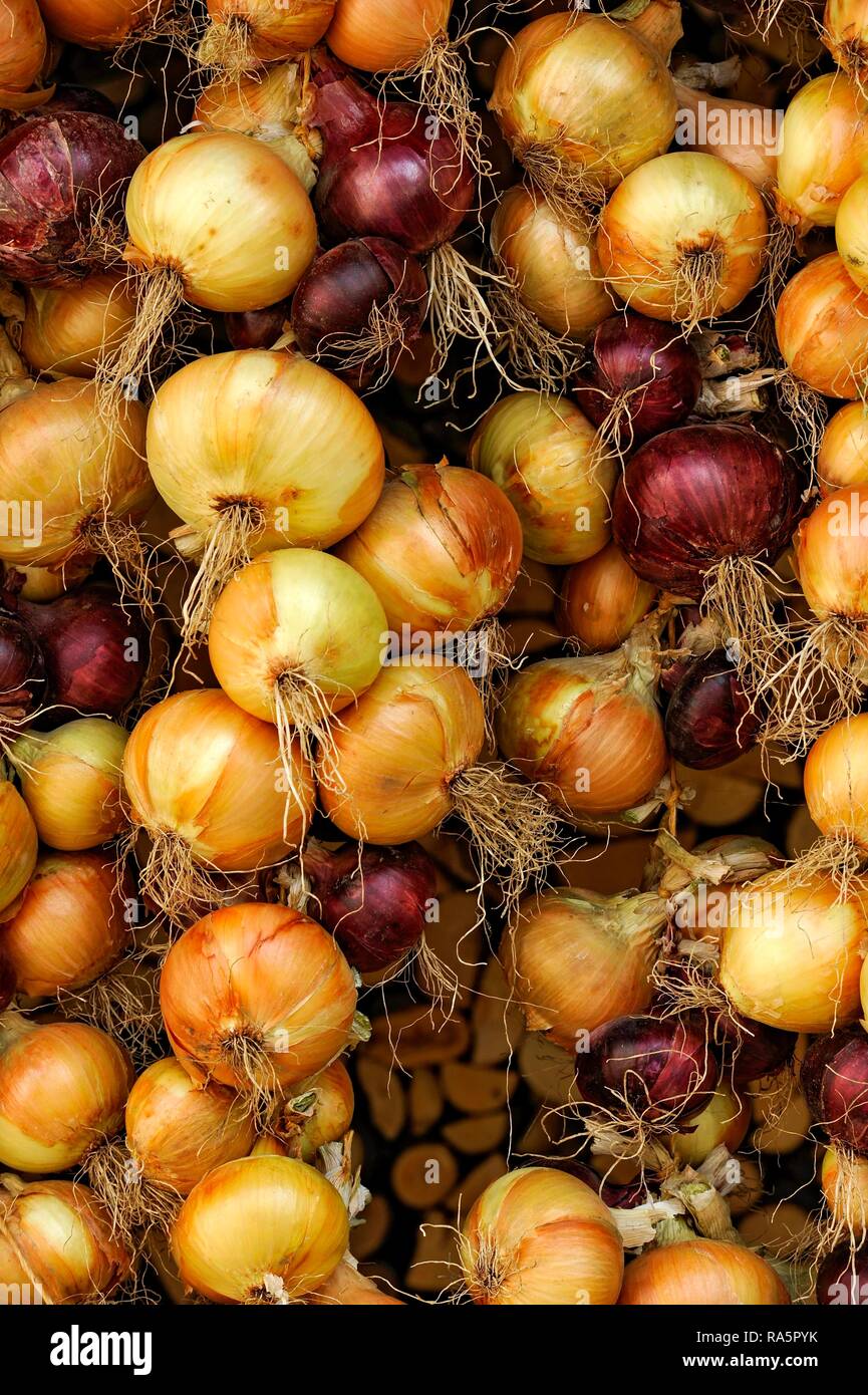 Red and white onions, Greding, Middle Franconia, Franconia, Bavaria, Germany Stock Photo