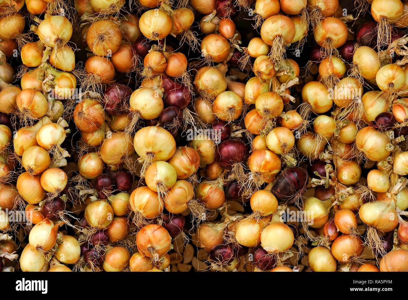 Red and white onions, tied to plaits, onion plaits, Greding, Middle Franconia, Franconia, Bavaria, Germany Stock Photo