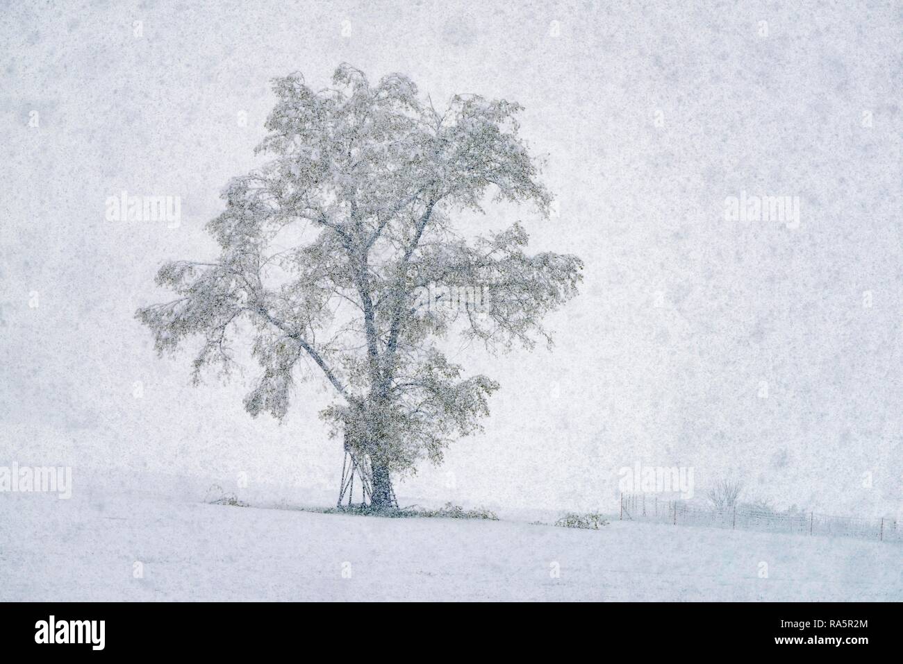 Snowfall tree hi-res stock photography and images - Alamy