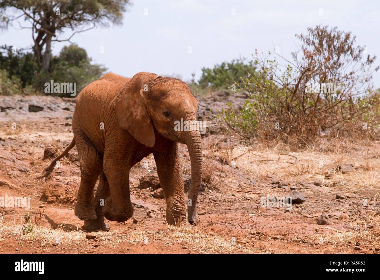 Young orphan african elephant (Loxodonta africana) running, Kenya Stock Photo