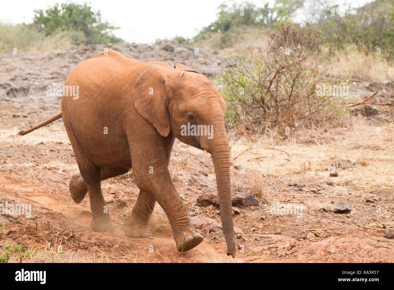 Young orphan african elephant (Loxodonta africana) running, Kenya Stock Photo