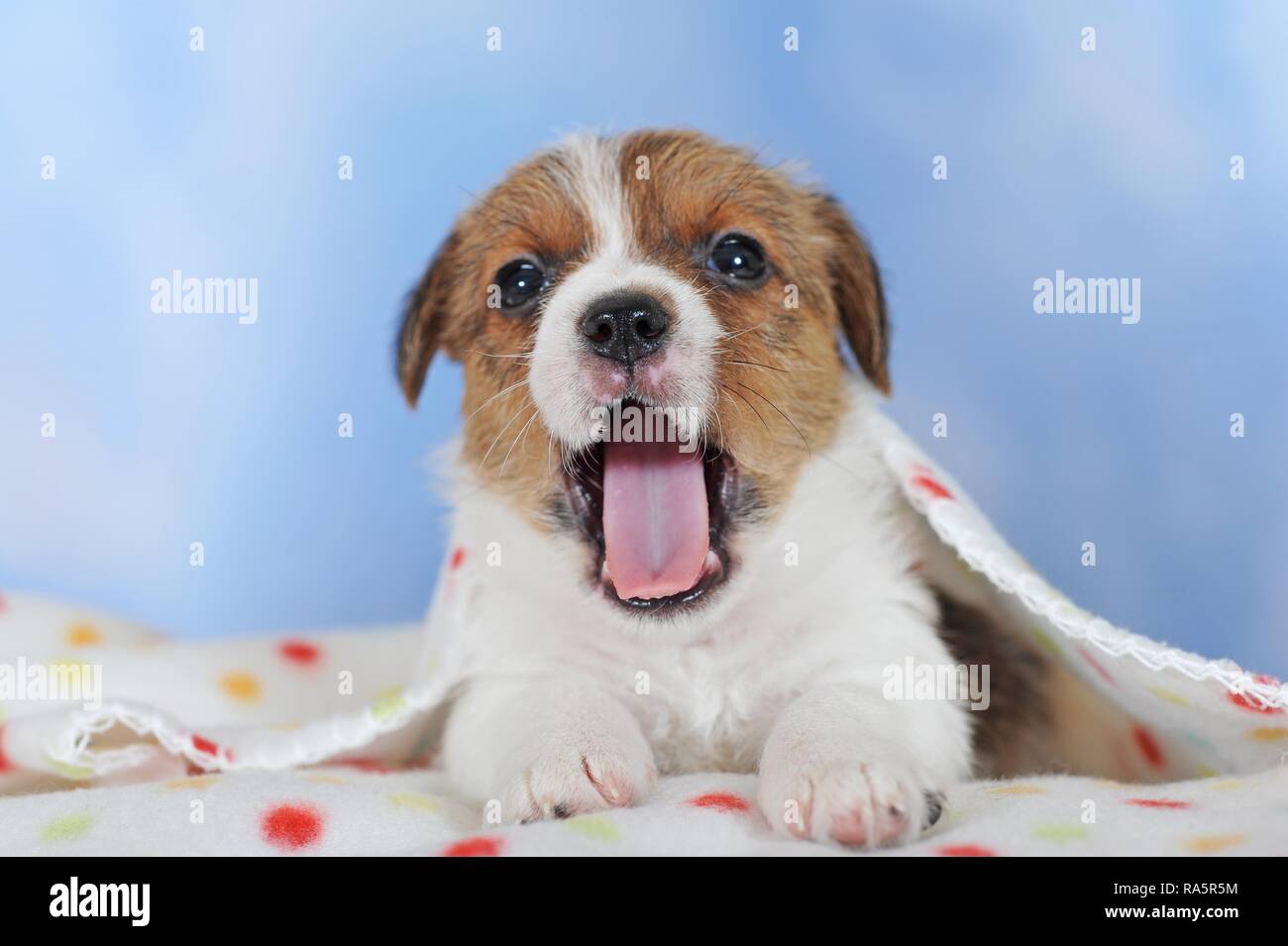 Jack Russell Terrier, brown white, puppy 5 weeks, lies on spotted blanket, yawning, Austria Stock Photo