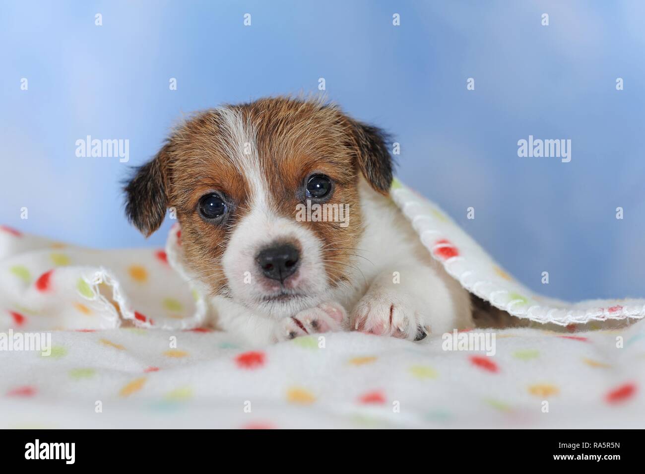 Jack Russell Terrier, brown white, puppy 5 weeks, lying on spotted blanket, Austria Stock Photo