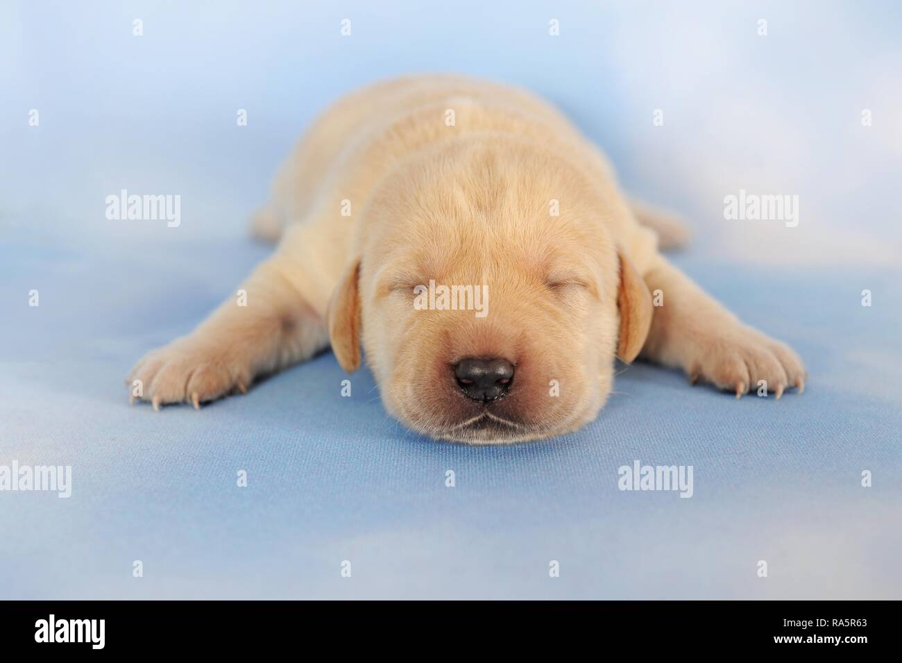 Labrador Retriever, yellow, puppy 6 days, lying, sleeping, Austria Stock Photo