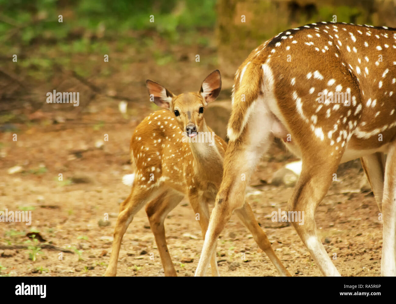 Young one of deer with mother Stock Photo Alamy