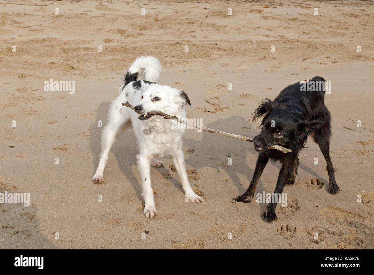 White and black mixed breed fighting over a stick Stock Photo