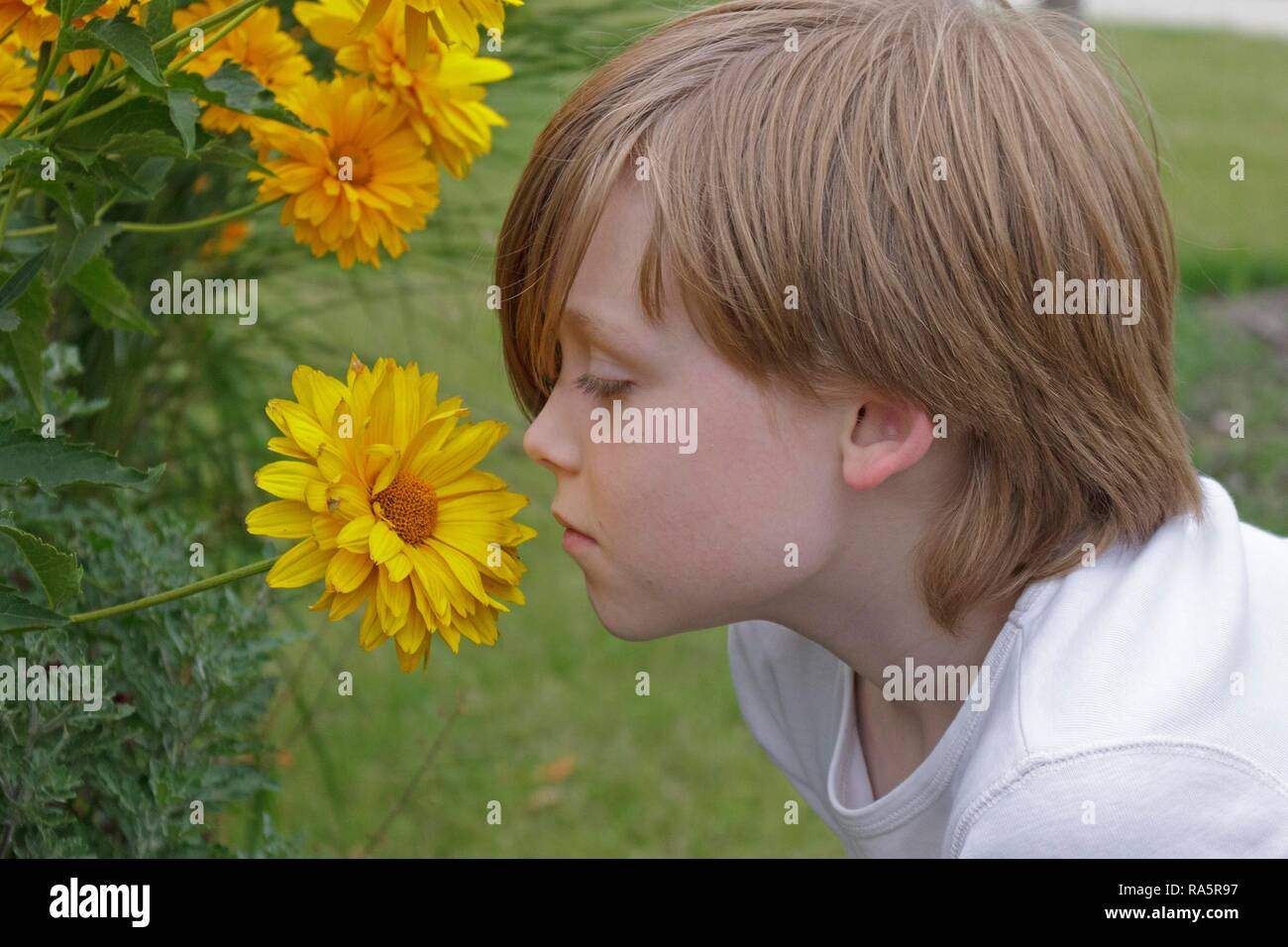 Boy smelling a yellow flower, Germany Stock Photo