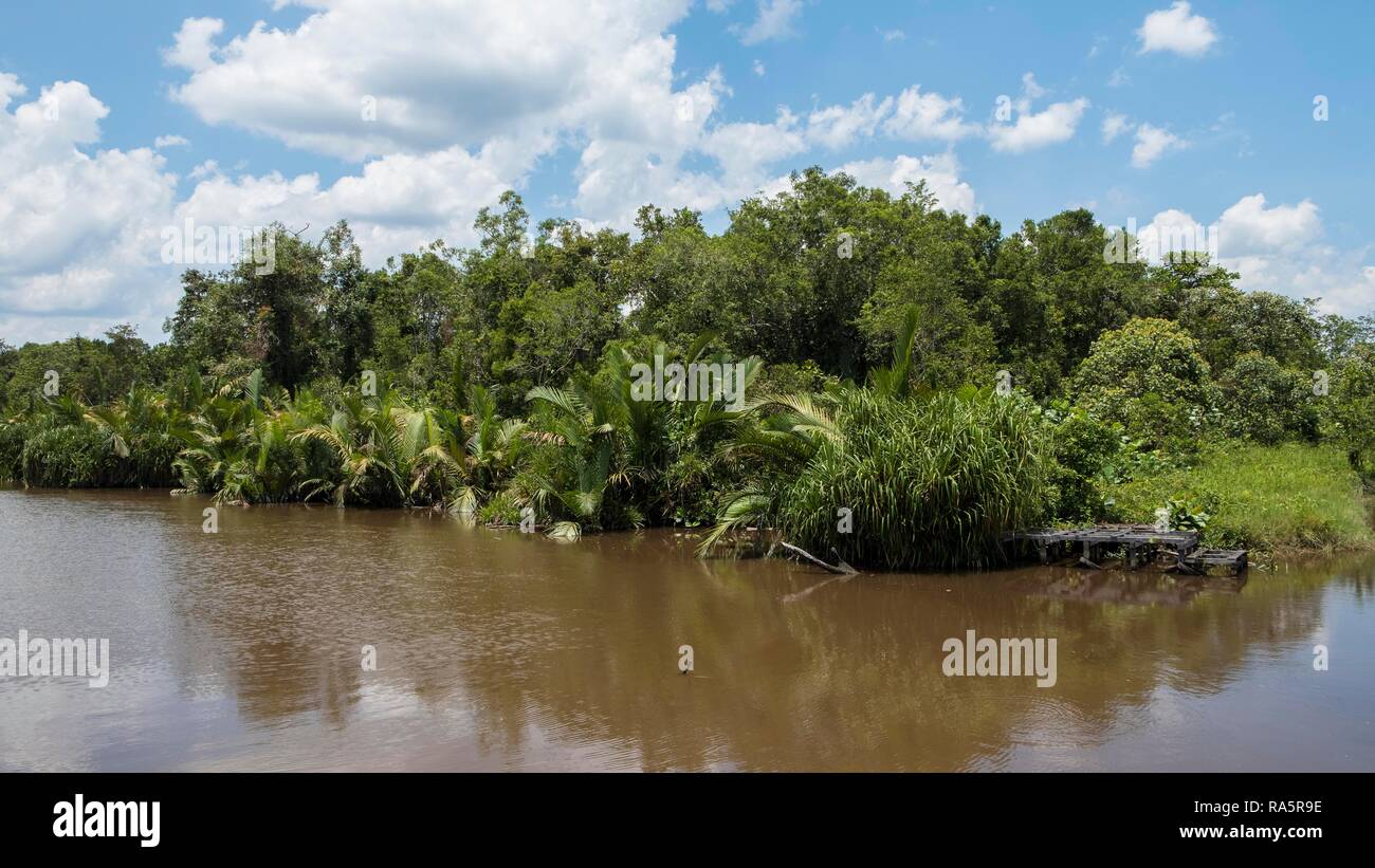 Dense embankment with palm trees, river landscape at Sungai Sekonyer, Tanjung Puting National Park, Central Kalimantan, Borneo Stock Photo