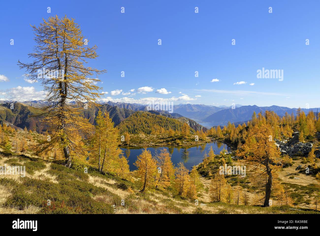 Larches (Larix) in autumn colour at the Laghetto dei Salei, Onsernone valley, Canton Ticino, Switzerland Stock Photo