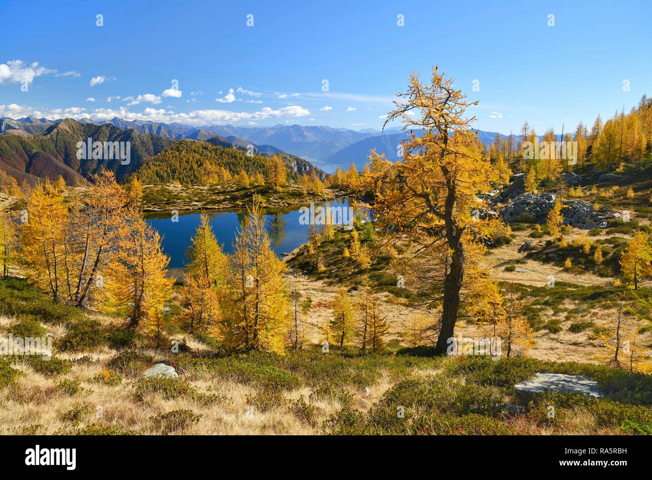 Larches (Larix) in autumn colour at the Laghetto dei Salei, Onsernone valley, Canton Ticino, Switzerland Stock Photo