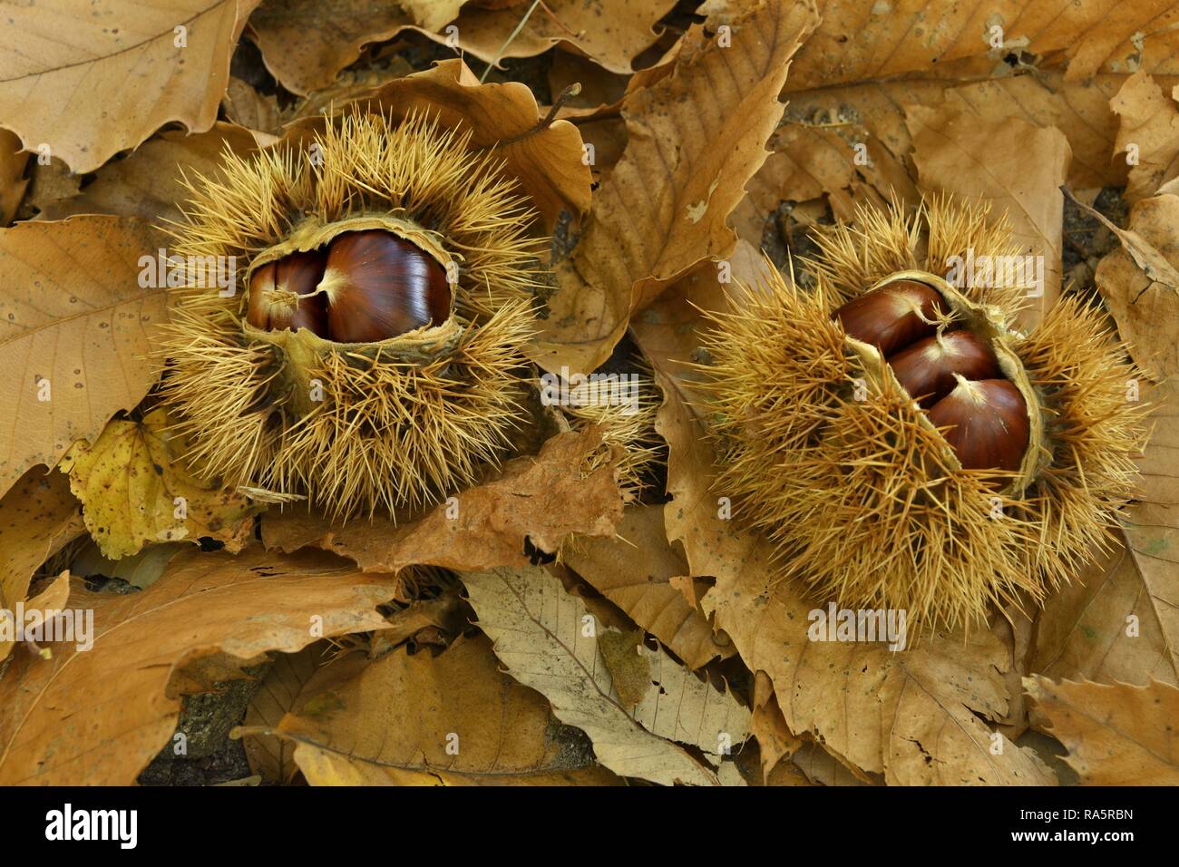 Two chestnuts (Castanea sativa), with open cupula on dried chestnut leaves, Ticino, Switzerland Stock Photo