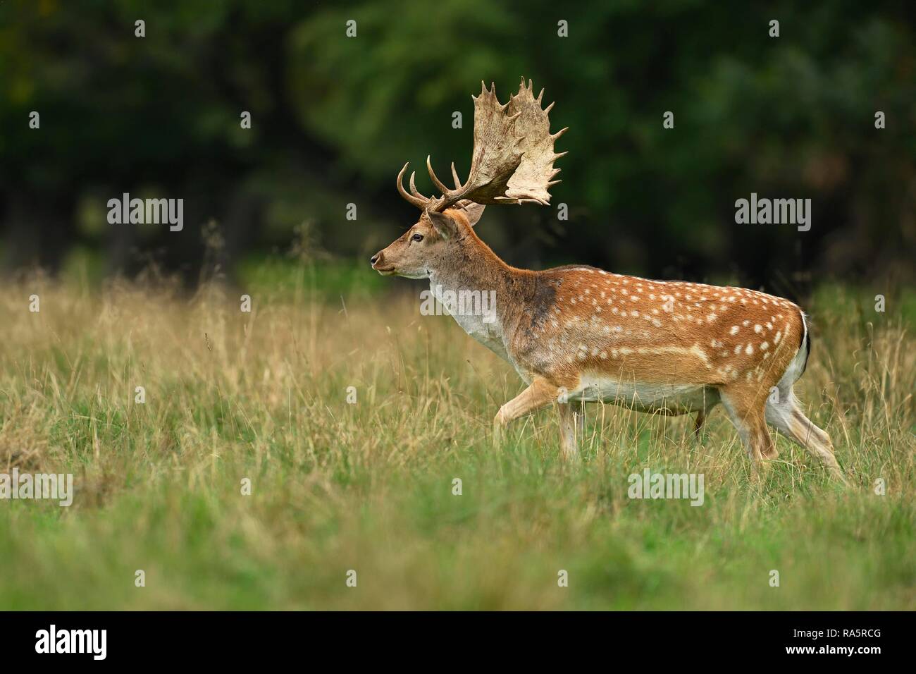 Fallow deer (Dama dama), capital stag walking through grass at the edge of the forest, Jaegersborg Deer Park, Denmark Stock Photo