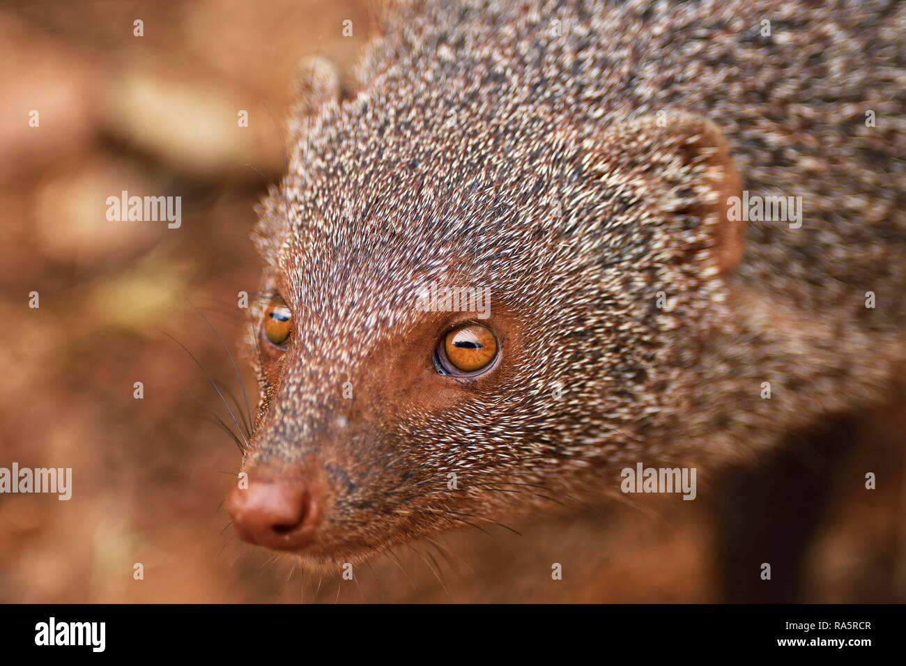 Indian gray mongoose (Herpestes edwardsii), adult, animal portrait, Yala National Park, Sri Lanka Stock Photo