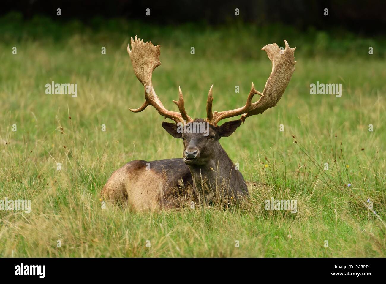 Fallow deer (Dama dama), capital stag lies in the grass, Jaegersborg Deer Park, Denmark Stock Photo