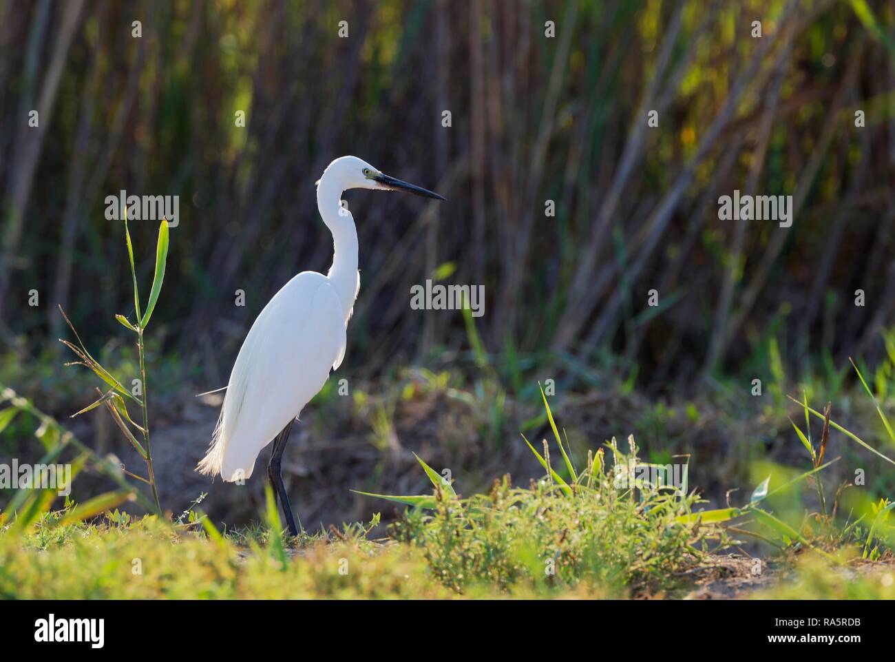 Little Egret (Egretta garzetta), hunting at the bank slope of a canal, environs of the Ebro Delta Nature Reserve Stock Photo