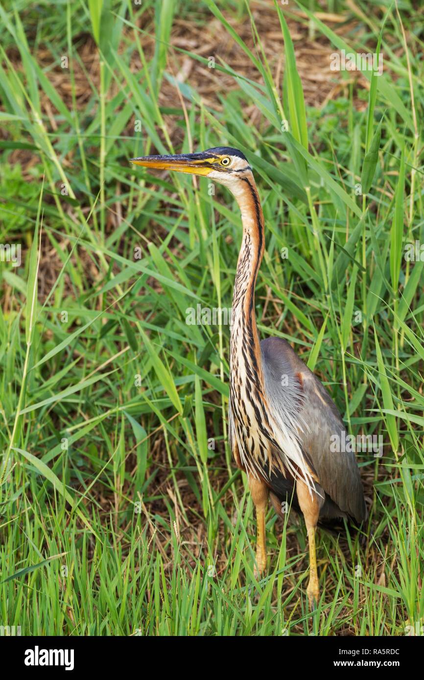 Purple Heron (Ardea purpurea), hunting in the reed of a bank slope at a canal, Ebro Delta Nature Reserve, Tarragona province Stock Photo