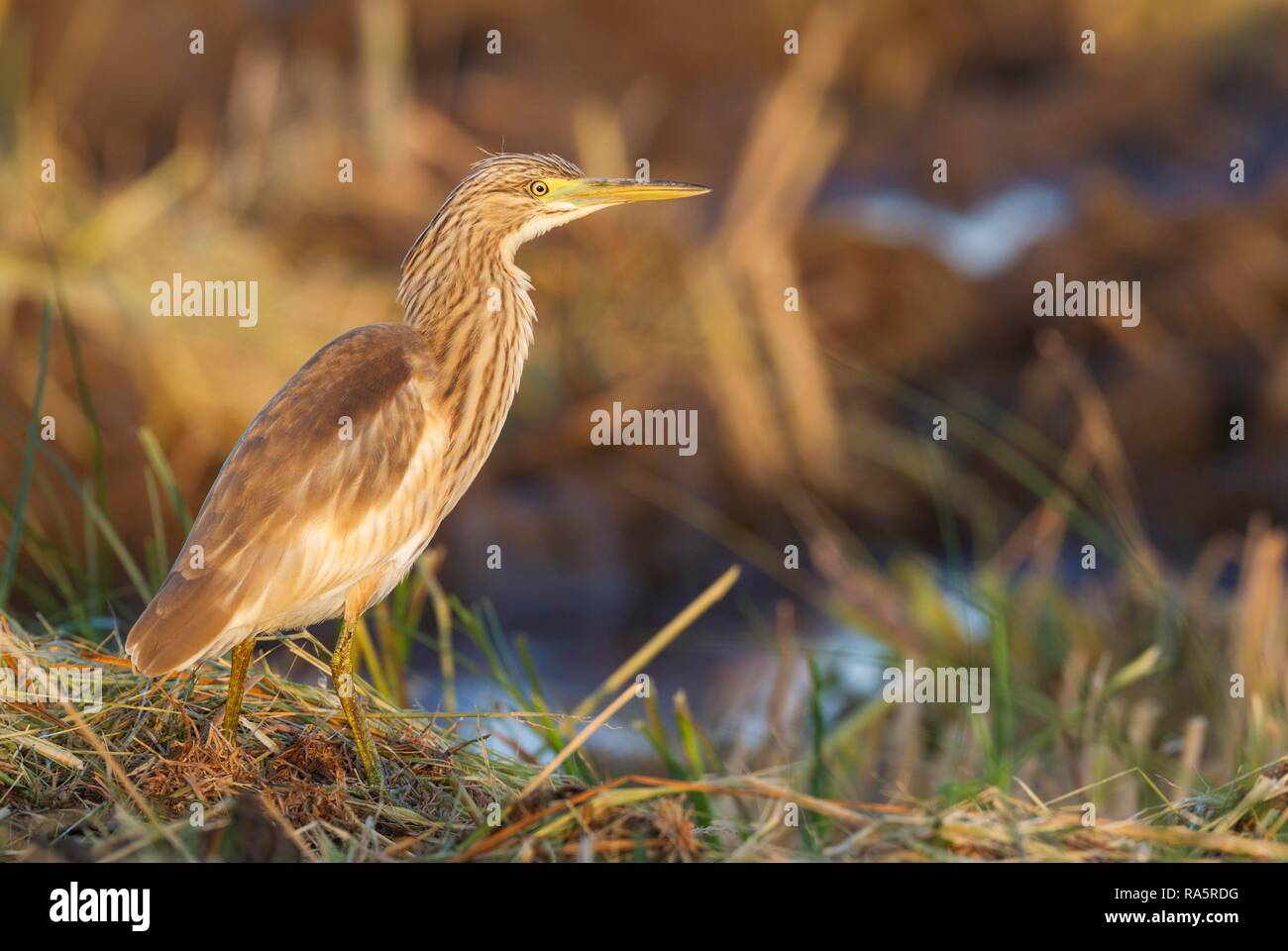 Squacco Heron (Ardeola ralloides), hunting at the edge of a harvested rice field, in the first morning light, environs of the Stock Photo