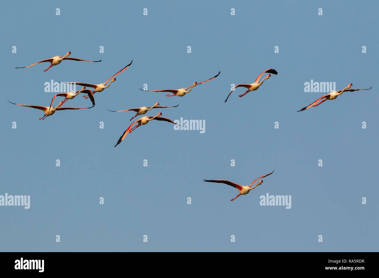 Greater Flamingo (Phoenicopterus roseus), flock flying, Ebro Delta Nature Reserve, Tarragona province, Catalonia, Spain Stock Photo