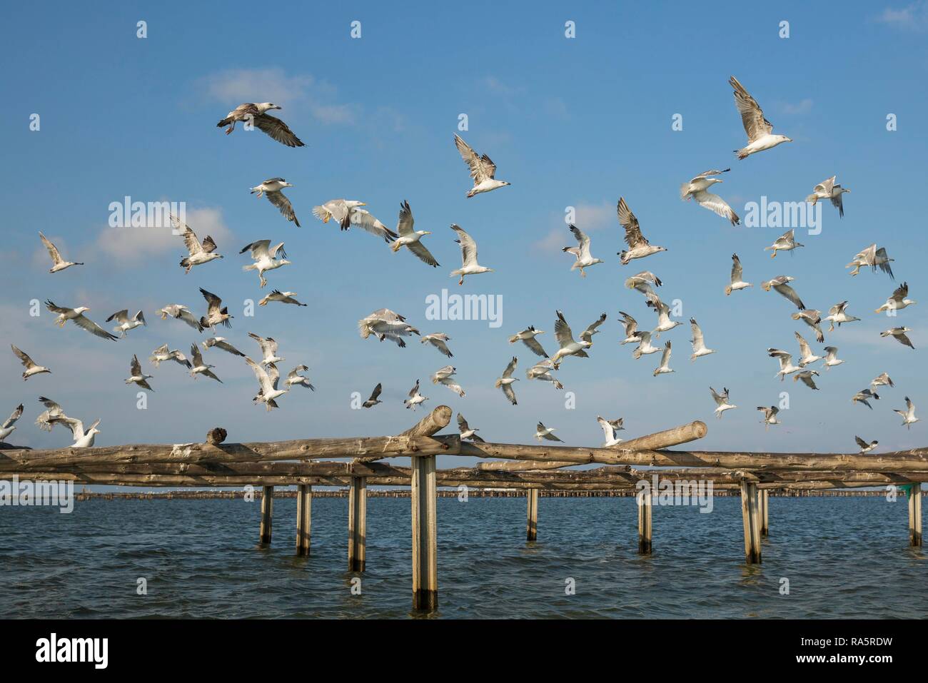 Yellow-legged Gulls (Larus michahellis), flock flying off, Bahia del Fangar, environs of the Ebro Delta Nature Reserve Stock Photo