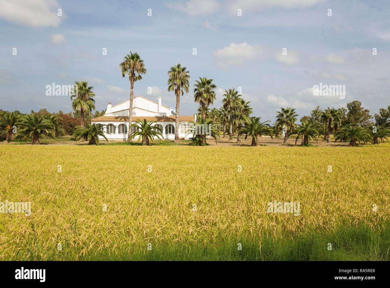 The Tramontano farm house amidst rice fields (Oryza sativa), in September at the time of the rice harvest, environs of the Ebro Stock Photo