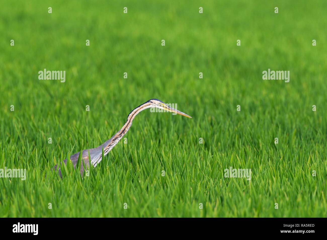 Purple Heron (Ardea purpurea), hunting in a rice field (Oryza sativa), environs of the Ebro Delta Nature Reserve Stock Photo