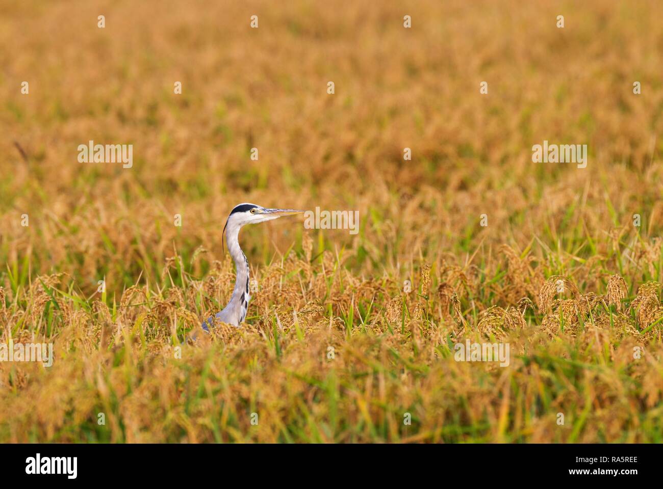 Grey Heron (Ardea cinerea), hunting at harvest season in a rice field (Oryza sativa), environs of the Ebro Delta Nature Reserve Stock Photo