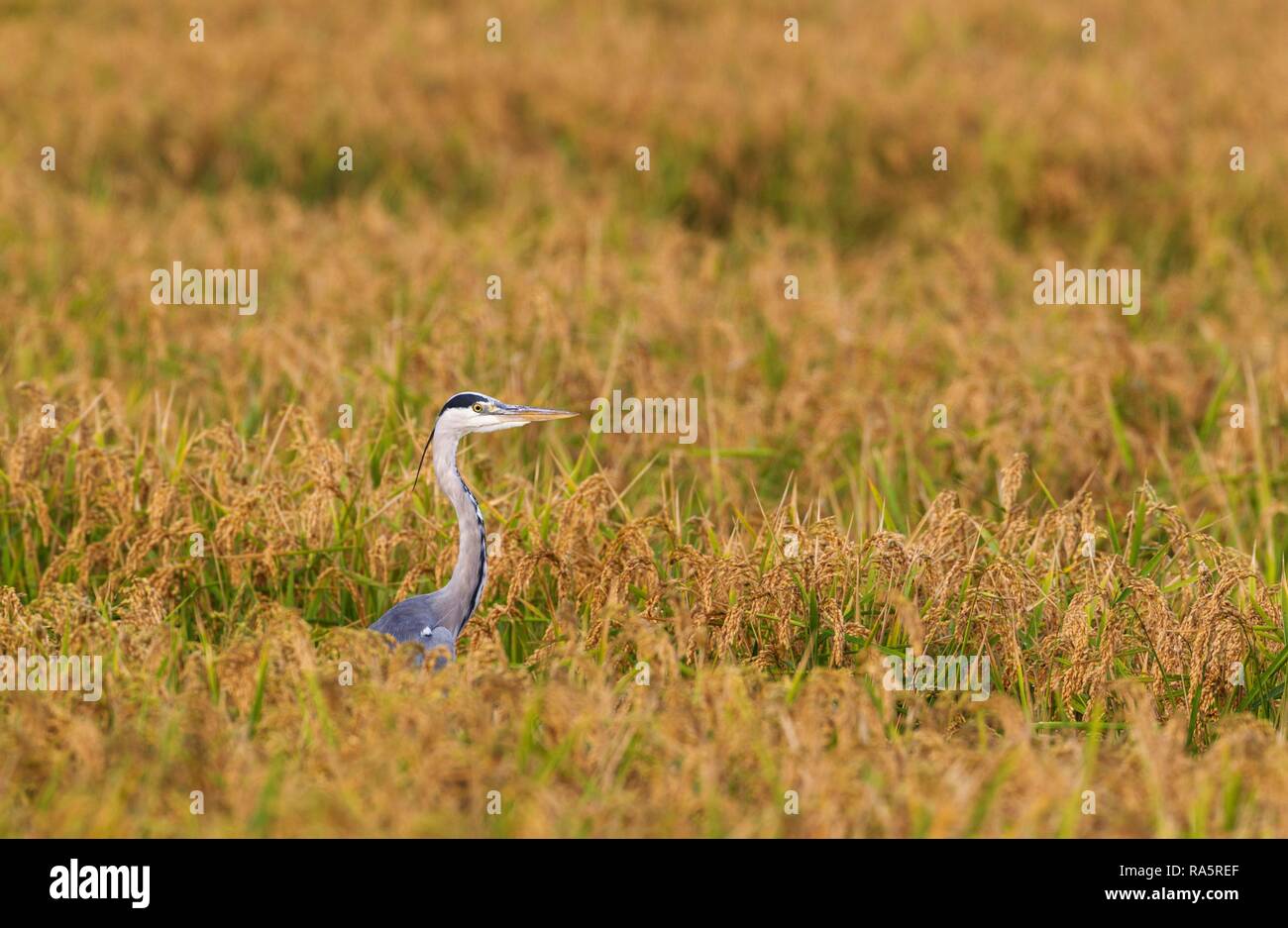 Grey Heron (Ardea cinerea), hunting at harvest season in a rice field (Oryza sativa), environs of the Ebro Delta Nature Reserve Stock Photo